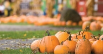 Come and join in the fun as St. Luke’s Miller Creek Medical Clinic celebrates its fourth annual Fall Festival Wednesday, October 24.  The clinic will be decked out for a number of activities. Kids are encouraged to wear costumes. The event will feature special guests Harley the Duluth Huskies’ mascot and Duluth FC Player Gunnar Sengbush who will be testing kids’ soccer skills, candy, safety tips for trick-or-treating, health tips and even a s’more station. The event is from 5:30 to 7 p.m. at St. Luke’s Miller Creek Medical Clinic, located at 4190 Loberg Avenue in Hermantown.  For more information contact St. Luke’s Miller Creek Medical Clinic Manager Ben Bengtson at 218.249.4505.